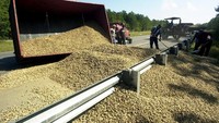 Yang tak kalah luar biasa adalah tumpahan kacang tanah di North Carolina pada tahun 2000. Ada lebih dari 3.000 kg kacang tanah yang berserakan di jalanan. Foto: Istimewa