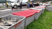Sebuah truk pembawa salmon di Alaska terguling sekitar tahun 2016. Potongan salmon segar akhirnya memenuhi jalan tol dan menyebabkan macet lebih dari 1 jam. Foto: Istimewa
