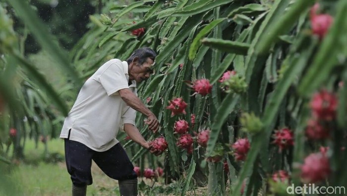 Kompetisi Startup Agribisnis Banyuwangi