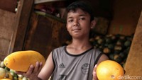 Seorang pedagang menunjukan buah timun suri.