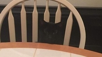 Bangkunya patah? oh ternyata ada kucing hitam. (Foto: Brightside)