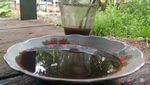 Mantap! Ini Kopi Tubruk Gaya Kampung Pilihan Netizen Buat Ngopi Pagi