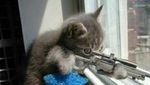 Gambar Kucing Lucu untuk Melawan Teror di Belgia
