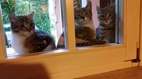 Tetap aman di dalam rumah, jangan mengintip ke luar jendela. (Foto: Internet)