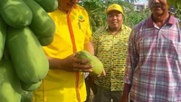 Kalau biasanya politisi terlihat memegang sejumput padi yang sudah panen, Tommy Soeharto justru melihat kebun pepaya. Ia bahkan memegang dan melihat satu buah pepaya. Foto: Instagram hputrasoeharto