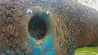 Pohon ini seperti baru saja muntah akibat kebanyakan minum minuman beralkohol. dok. eyebombing