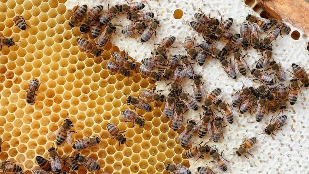 Bees are seen on a frame of a beehive in Denee, Belgium, May 15, 2018. Picture taken May 15, 2018.REUTERS/Yves Herman