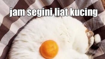 Jam segini lihat kucing ini seperti telor ceplok. Foto: Istimewa