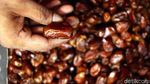 Berkah Pedagang Kurma di Bulan Ramadan