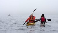 Newfoundland masih asri, dari setengah juta wisatawan tahunan yang mengunjungi Provinsi Newfoundland and Labrador, 80%-nya adalah warga Kanada. Turis sedang berkeliling menggunakan kayak (CNN Travel)