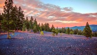 Berada di taman nasional, traveler yang ingin melihat pasir cantik ini bisa mendaki di Cinder Cone. Dari sini traveler bisa melihat luasnya bukit-bukit pasir cantik dengan lebih leluasa, apa lagi saat sunset. (joshklaw/Instagram)