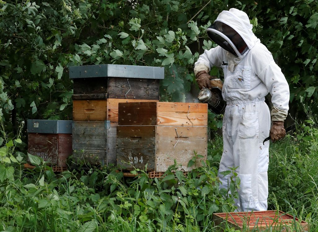 Bees are seen on a frame of a beehive in Denee, Belgium, May 15, 2018. Picture taken May 15, 2018.REUTERS/Yves Herman