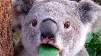 Lagi makan eh ternyata sudah imsak, memang dasar nasib. Foto: istimewa