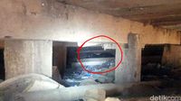 Ini Penampakan Macan Tutul Ngumpet di Rumah Warga Sukabumi