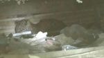 Foto: Macan Tutul Ditembak Bius Saat Ngumpet di Rumah Warga