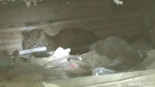 Macan itu ada di kolong rumah setelah memangsa 2 ekor ayam