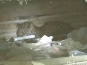 Petugas Pasang Jaring di Rumah Tempat Macan Tutul Ngumpet