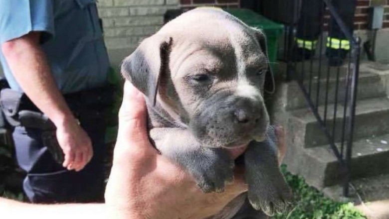 Foto Aksi Penyelamatan Anjing Yang Terperangkap Dalam Pipa Foto 5