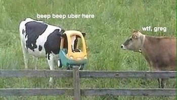 Ada layanan baru nih dari Uber, namanya UberCow. (Foto: Twitter/PicturesFoIder)