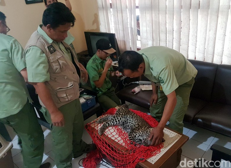 14 Jam Ngumpet, Macan Tutul Pingsan Diterjang Peluru Bius 14 Jam Ngumpet, Macan Tutul Pingsan Diterjang Peluru Bius