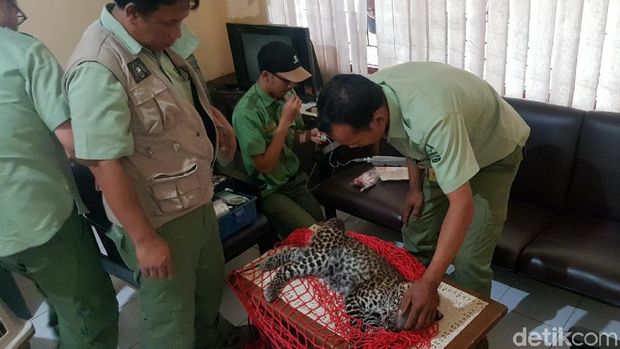 Petugas mengevakuasi macan itu setelah ditembak bius