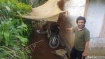 Foto: Macan Tutul Ditembak Bius Saat Ngumpet di Rumah Warga