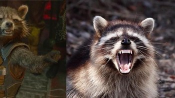 Bahkan Rocket pun juga ada pemeran penggantinya, tapi ini hanya lelucon. (Foto: Facebook)