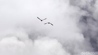 Dua burung terbang di dekat kepulan asap dari letusan Gunung Kilauea. REUTERS/Terray Sylvester.
