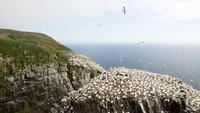 Meski tak punya gunung berapi, traveler bisa menikmati pemandangan satwa liar yang bisa bikin takjub di Newfoundland (CNN Travel)