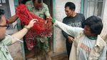 Foto: Macan Tutul Ditembak Bius Saat Ngumpet di Rumah Warga