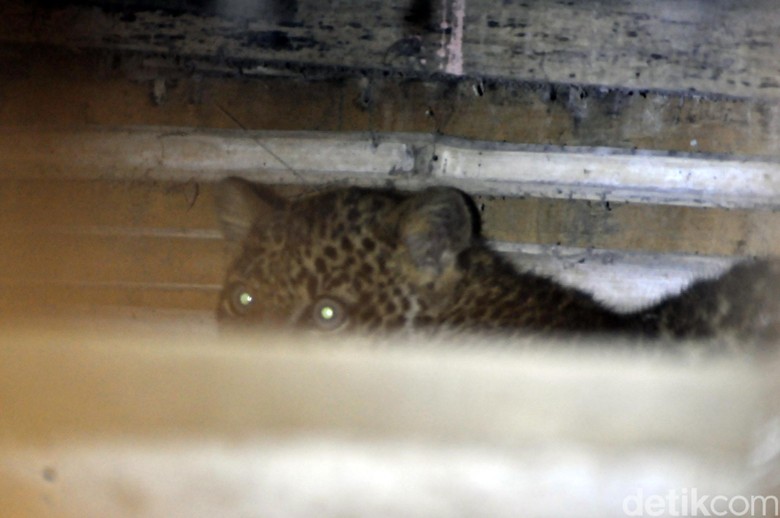 Penampakan Macan Tutul Ngumpet di Kolong Rumah Warga Sukabumi Penampakan Macan Tutul Ngumpet di Kolong Rumah Warga Sukabumi