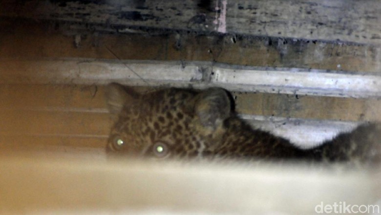 Horor Macan Tutul Ngumpet di Kolong Rumah Horor Macan Tutul Ngumpet di Kolong Rumah
