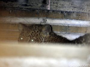 Horor Macan Tutul Ngumpet di Kolong Rumah