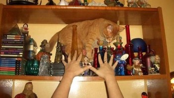 Foto sebelum kucing membuat berantakan pajangan-pajangan ini. (oto: goodfullness)