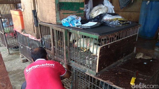 Pasokan Ayam Kampung Minim, Harga Tembus Rp 90.000/Ekor