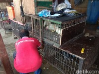 Pasokan Ayam Kampung Minim, Harga Tembus Rp 90.000/Ekor
