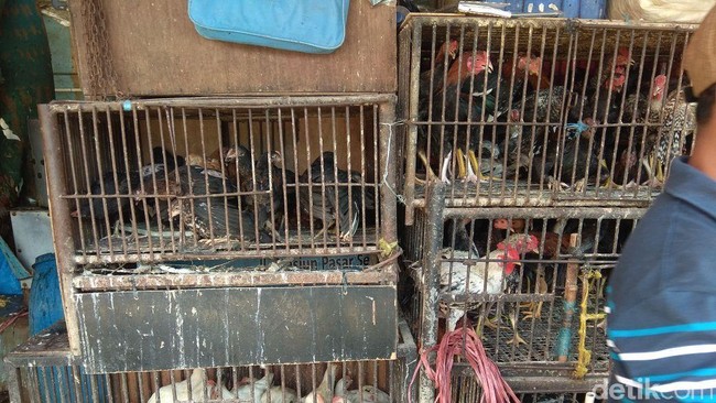 Pasokan Ayam Kampung Minim, Harga Tembus Rp 90.000/Ekor