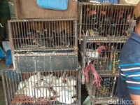 Pasokan Ayam Kampung Minim, Harga Tembus Rp 90.000/Ekor