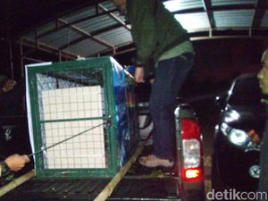 Macan Tutul yang Ngumpet di Kolong Rumah Dilepas Liarkan