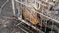 Ular piton merupakan salah satu jenis ular yang tidak beracun bagi tubuh manusia, namun jenis ular piton yang berukuran lebih dari 4 meter dapat berbahaya bagi manusia, karena ular tersebut bisa membunuh manusia dengan cara melilitkan tubuh hingga mangsanya mati lemas karena kekurangan darah dan oksigen.