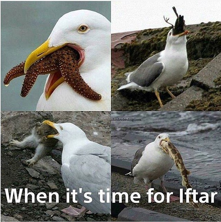 meme buka puasa.