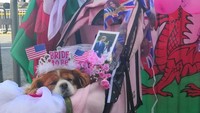 Kami dari Wales, kata Anne saat ditemui detikcom di depan Kastil Windsor, Inggris, Kamis (17/5/2018).  (Foto: Indah Mutiara Kami/detikcom)
