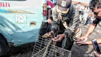 Seekor ular piton ditemukan di kawasan kali Sungai Bambu, Jakarta Utara, Jumat (18/5) pagi.