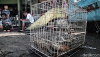 Setelah ditangkap ular piton tersebut diamankan di kandang untuk dibawa ke tempat yang lebih aman.