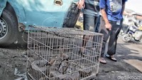 Penemuan ular piton di kali Sungai Bambu ini juga menghebohkan warga sekitar.
