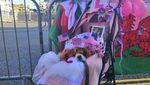 Foto: Camilla, Anjing yang Ikut Bersolek di Nikahan Harry-Meghan
