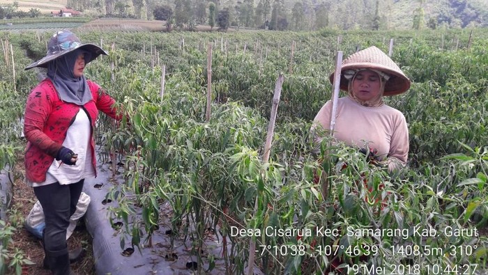 Dipasok dari Garut, Kebutuhan Cabai Jabodetabek Aman