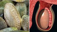 Ternyata testis mirip dengan bentuk remis ya. (Foto: Instagram)