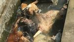 Ini Selokan Tempat Eksekusi Anjing di Bangli