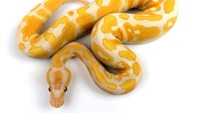 Sama seperti singa putih, Lavender albino adalah produk dari gen resesif. Tanda kuning dan mata merah mereka menjadikannya salah satu ular paling indah di dunia. Diperkirakan hewan ini bernilai hingga US$ 40.000 atau setara Rp 560 juta. Istimewa/Morphmarket.